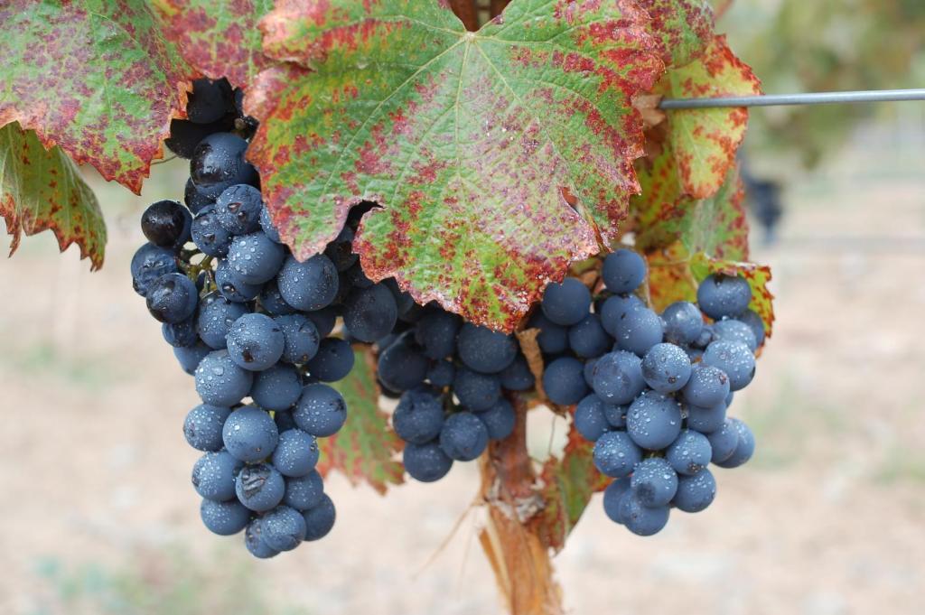Miraluna Bodega Boutique Cachí Eksteriør bilde